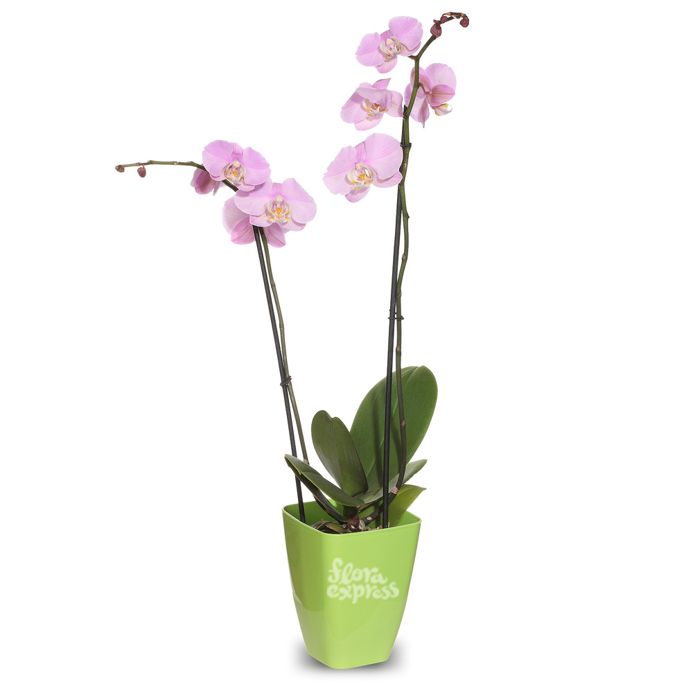 

Букет «Flora Express», Орхидея «Фаленопсис»
